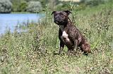 STAFFIE 211
